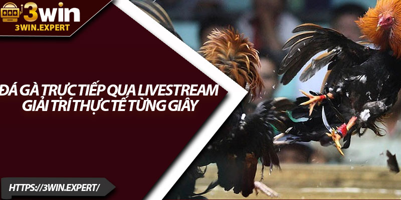 Đá Gà Trực Tiếp Qua Livestream – Giải Trí Thực Tế Từng Giây 1 Da Ga Truc Tiep Qua Livestream – Giai Tri Thuc Te Tung Giay