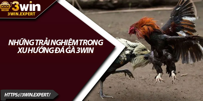 Xu Hướng Đá Gà 3Win – Hấp Dẫn Mọi Tín Đồ Cá Cược 4 Những trải nghiệm trong xu hướng đá gà 3Win