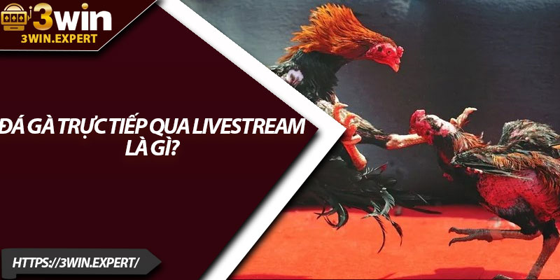 Đá Gà Trực Tiếp Qua Livestream – Giải Trí Thực Tế Từng Giây 2 Đá gà trực tiếp qua livestream là gì?
